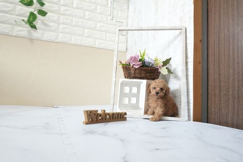 滋賀県のトイプードル(トイ) (いっぷく湖南店/2025年12月30日生まれ/男の子/オレンジフォーン)の子犬の3枚目の画像