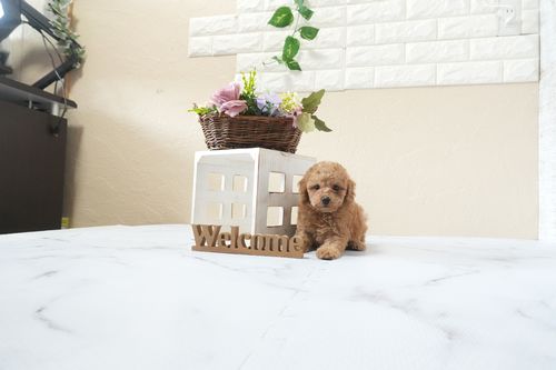 滋賀県のトイプードル(トイ) (いっぷく湖南店/2025年12月30日生まれ/男の子/オレンジフォーン)の子犬の4枚目の画像