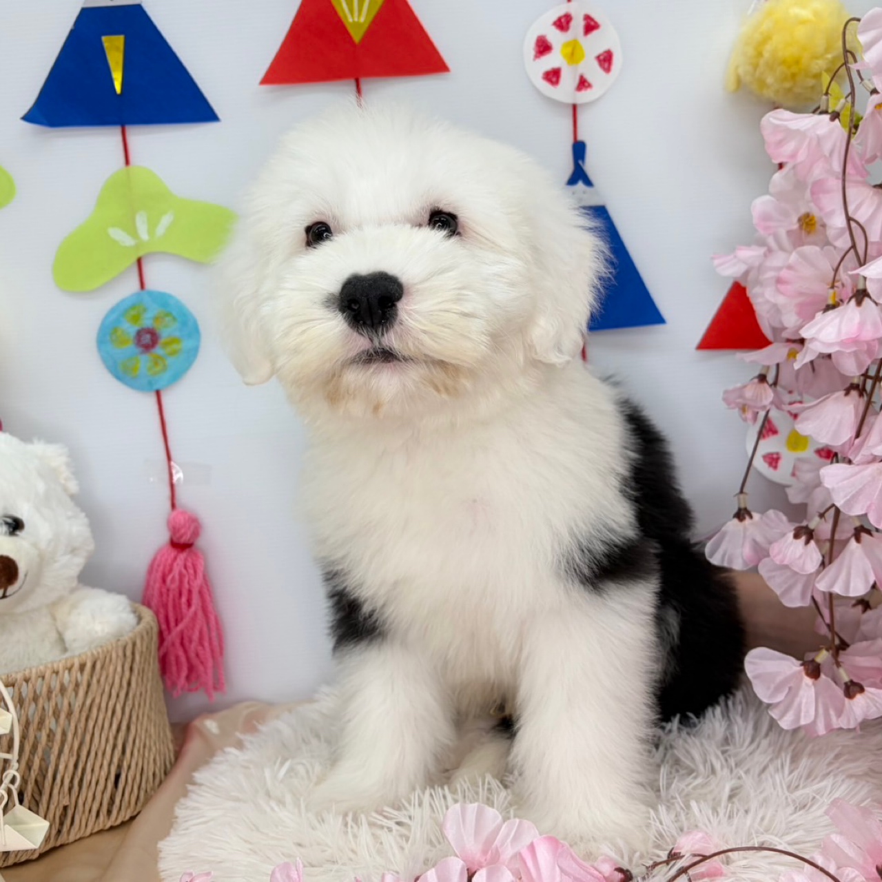 北海道のオールドイングリッシュシープドッグ (ラブワンコ カインズ大曲店/2026年1月1日生まれ/男の子/グレーホワイト)の子犬