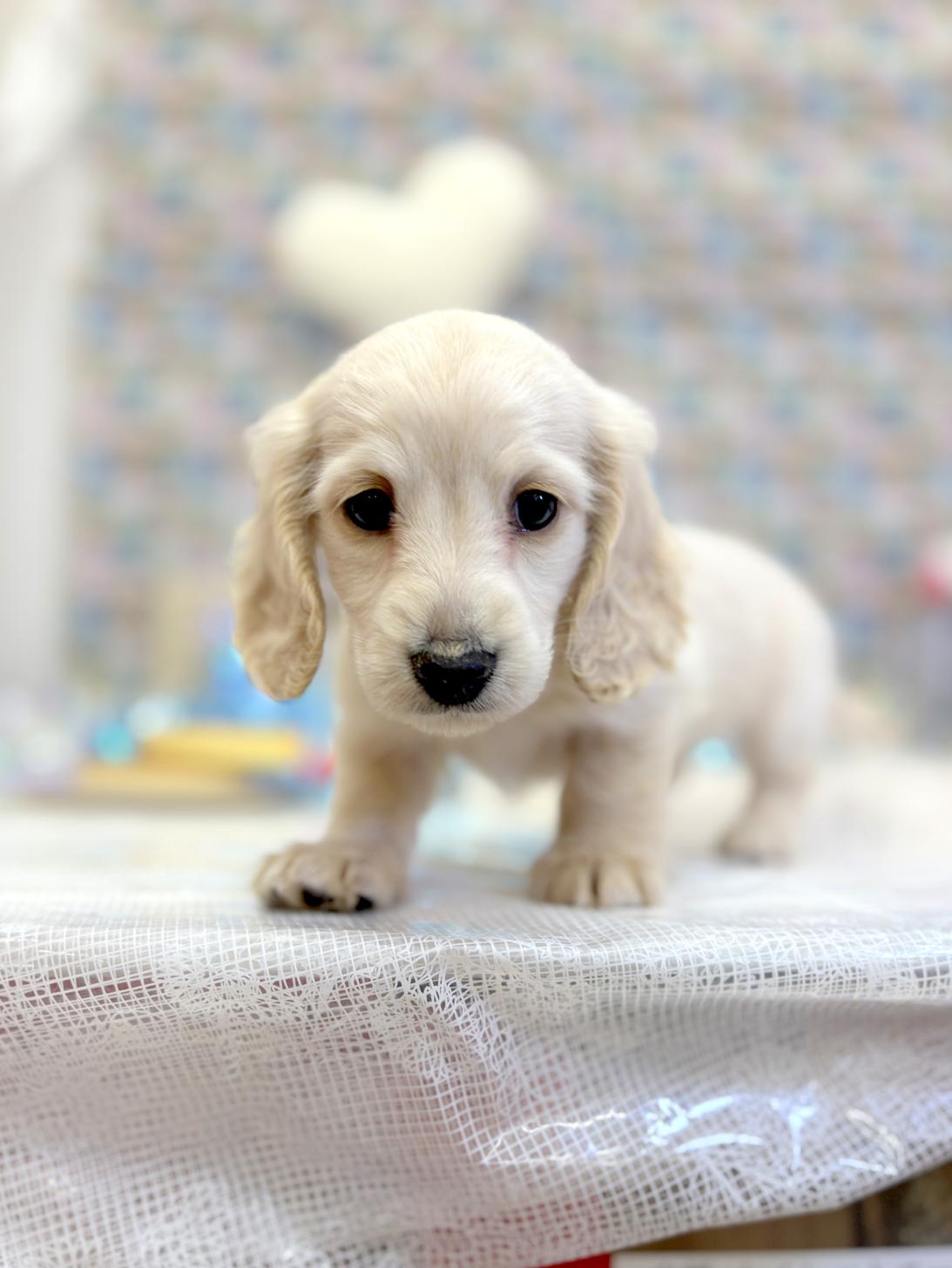 北海道のミニチュアダックスフンド(ロング) (ラブワンコ平岸店/2026年1月17日生まれ/女の子/イエロー)の子犬