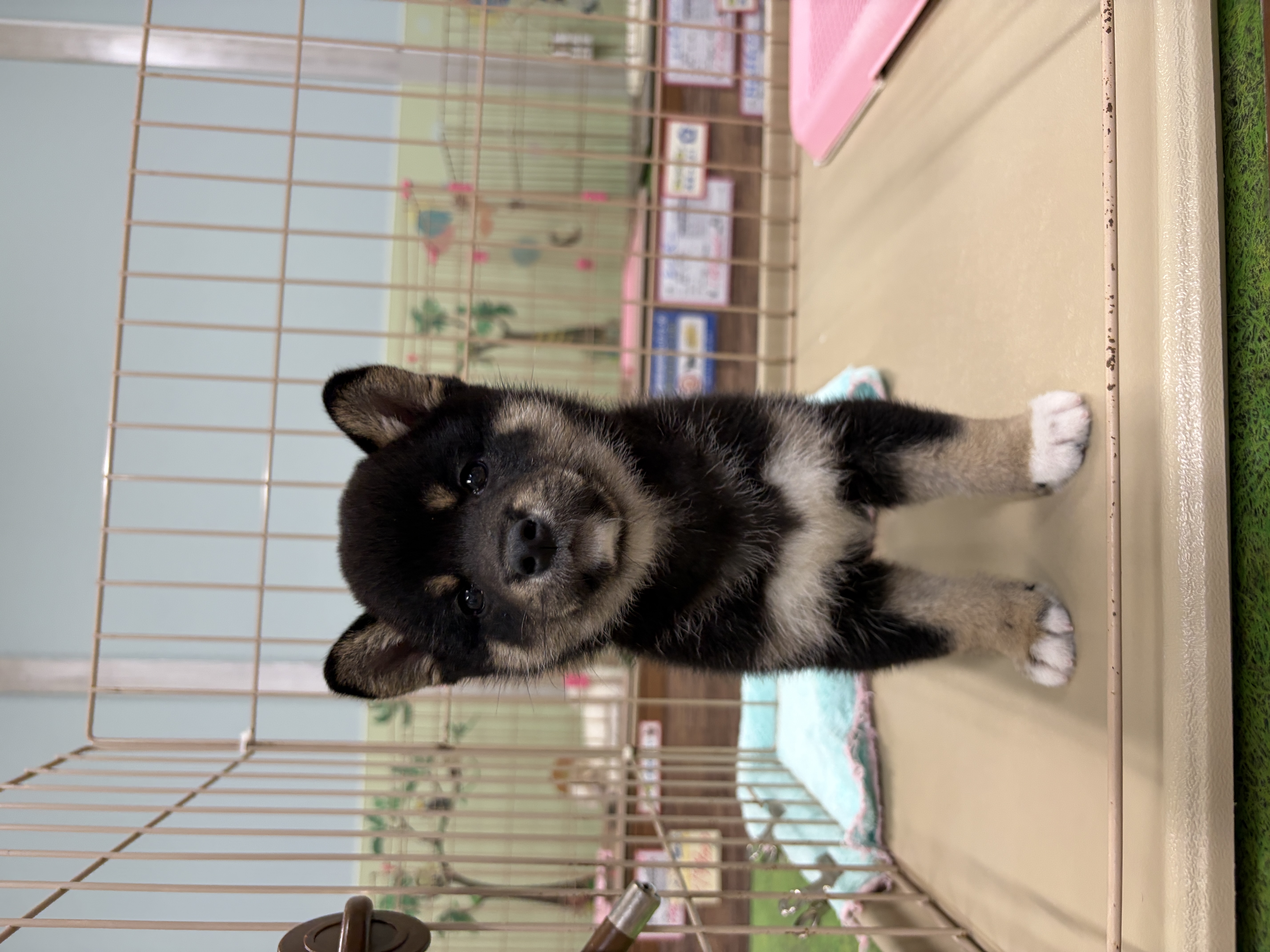 愛知県の豆柴 (子いぬの足あと/2026年8月1日生まれ/男の子/黒)の子犬