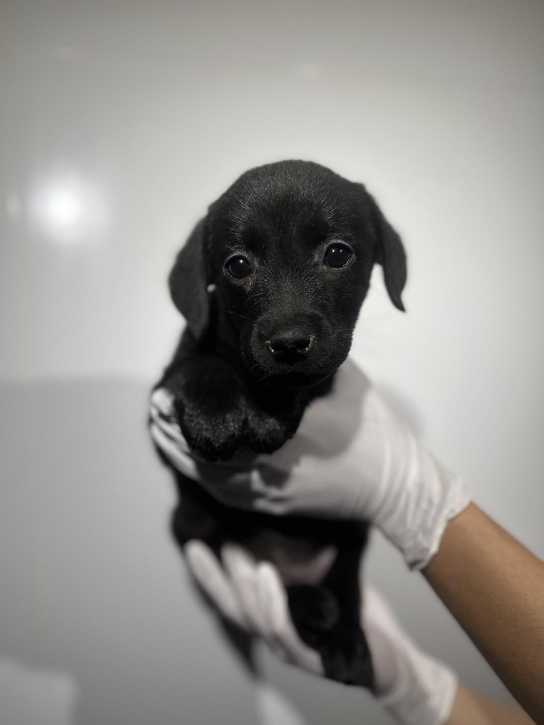 埼玉県のラブラドールレトリーバー (ペッツスマイル加須インター店/2025年9月22日生まれ/女の子/ブラック)の子犬の1枚目の画像