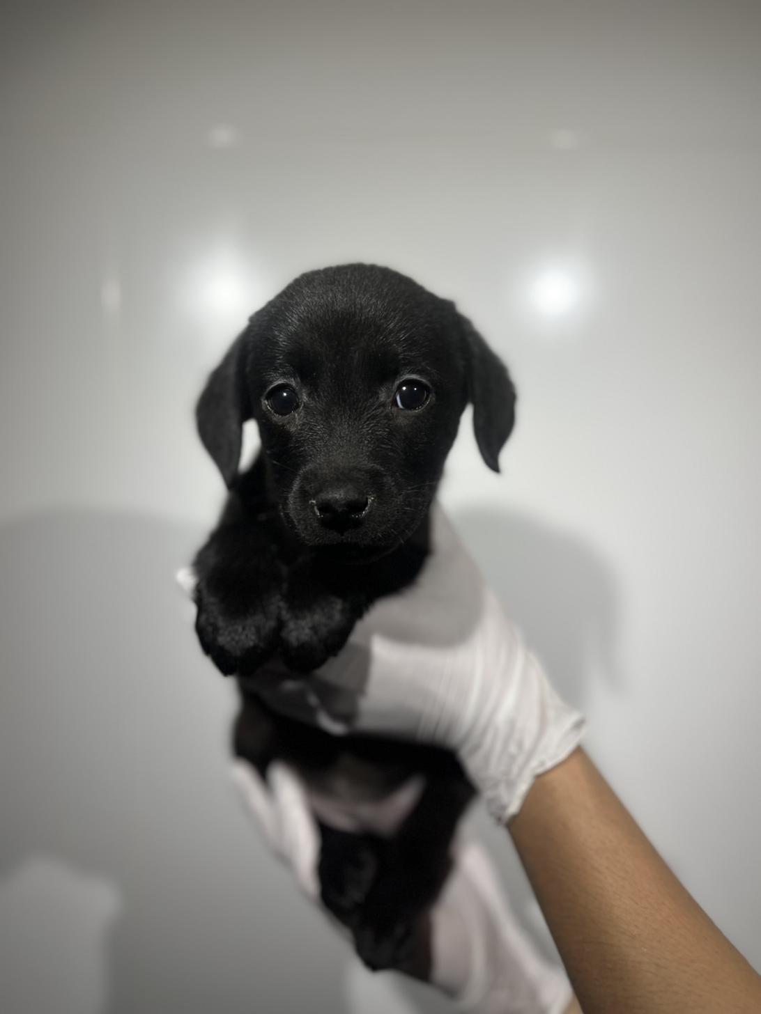 埼玉県のラブラドールレトリーバー (ペッツスマイル加須インター店/2025年9月22日生まれ/女の子/ブラック)の子犬の2枚目の画像