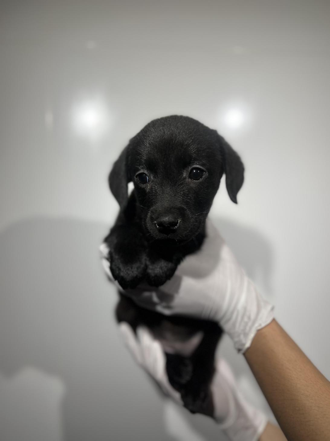 埼玉県のラブラドールレトリーバー (ペッツスマイル加須インター店/2025年9月22日生まれ/女の子/ブラック)の子犬の3枚目の画像