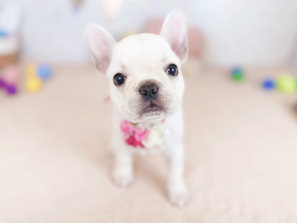 北海道のフレンチブルドッグ (ペットショップだんぼ/2026年5月9日生まれ/女の子/クリーム)の子犬の1枚目の画像