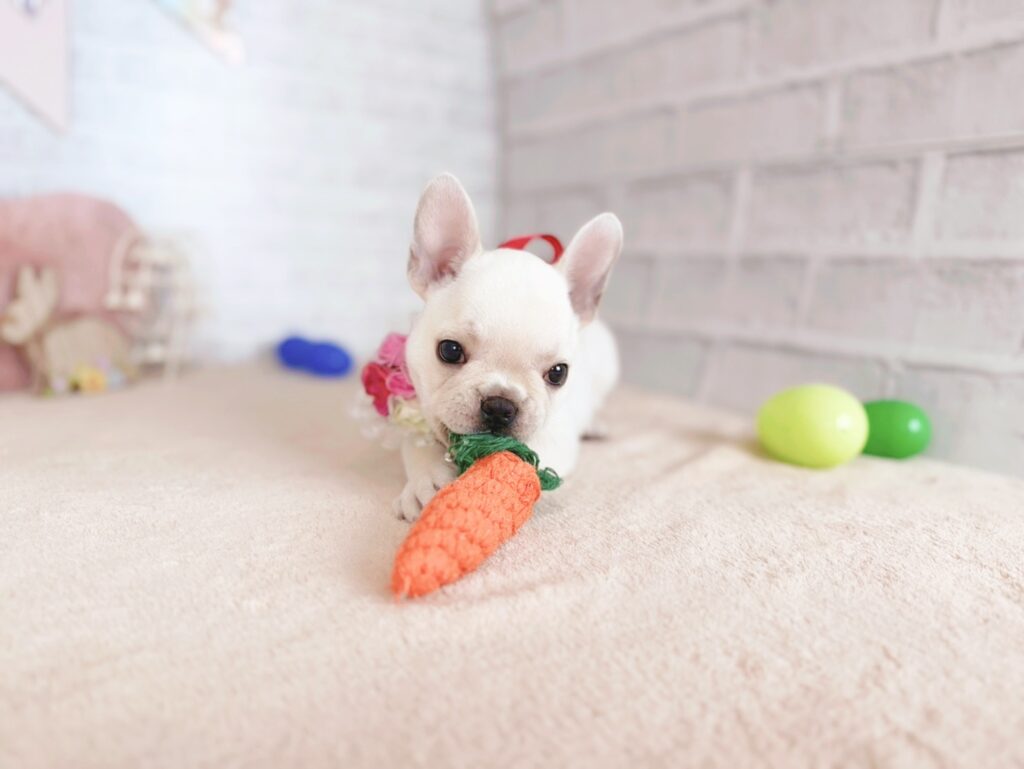 北海道のフレンチブルドッグ (ペットショップだんぼ/2026年5月9日生まれ/女の子/クリーム)の子犬の2枚目の画像