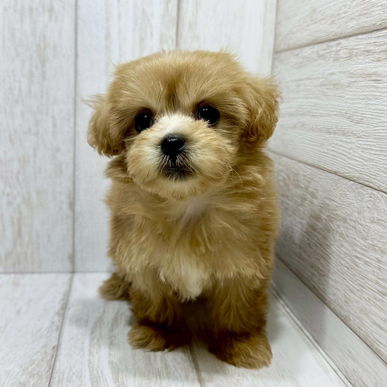 千葉県のペキプー(ペキニーズ×プードル) (ペピカあびこ店/2026年1月18日生まれ/女の子/アプリコット)の子犬の1枚目の画像