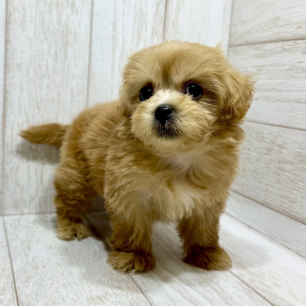 千葉県のペキプー(ペキニーズ×プードル) (ペピカあびこ店/2026年1月18日生まれ/女の子/アプリコット)の子犬の2枚目の画像