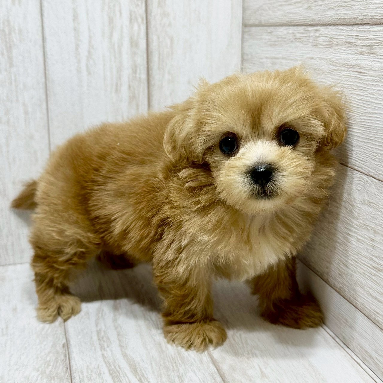 千葉県のペキプー(ペキニーズ×プードル) (ペピカあびこ店/2026年1月18日生まれ/女の子/アプリコット)の子犬の3枚目の画像