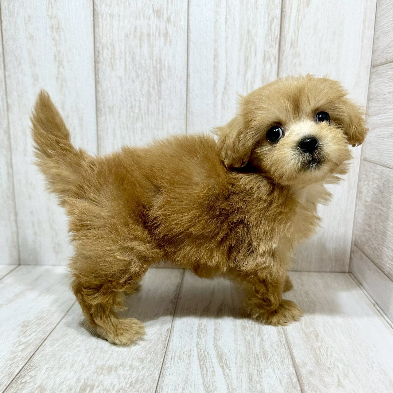 千葉県のペキプー(ペキニーズ×プードル) (ペピカあびこ店/2026年1月18日生まれ/女の子/アプリコット)の子犬の4枚目の画像