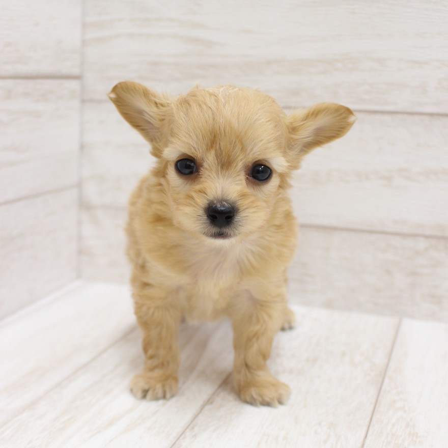 千葉県のチワプー/プーチー(チワワ×プードル) (ペピカファミリー松戸店/2025年9月19日生まれ/男の子/アプリコット)の子犬
