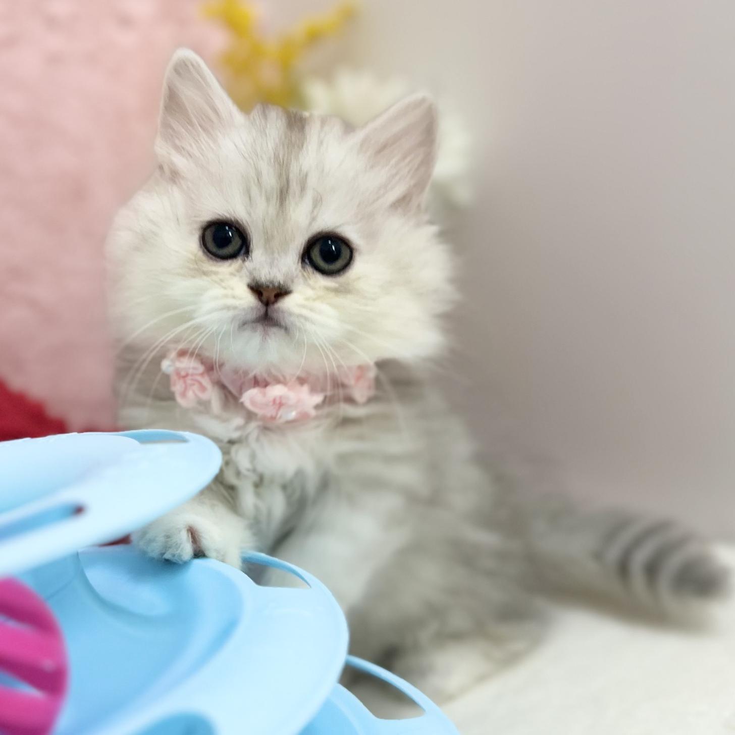 神奈川県のミヌエット (にゃんこハウスPAW/2025年8月1日生まれ/女の子/チンチラシルバー)の子猫の1枚目の画像