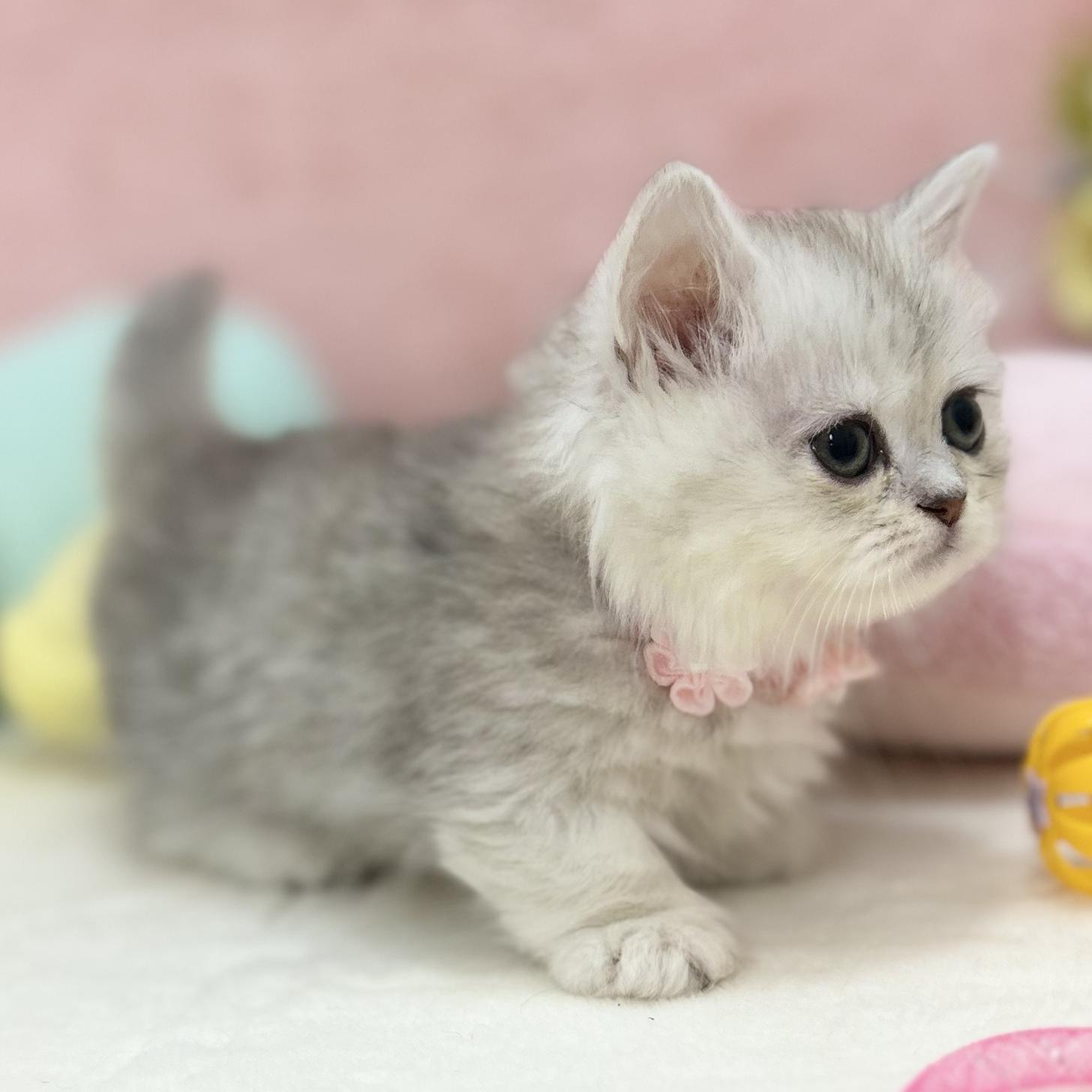 神奈川県のミヌエット (にゃんこハウスPAW/2025年8月1日生まれ/女の子/チンチラシルバー)の子猫の2枚目の画像