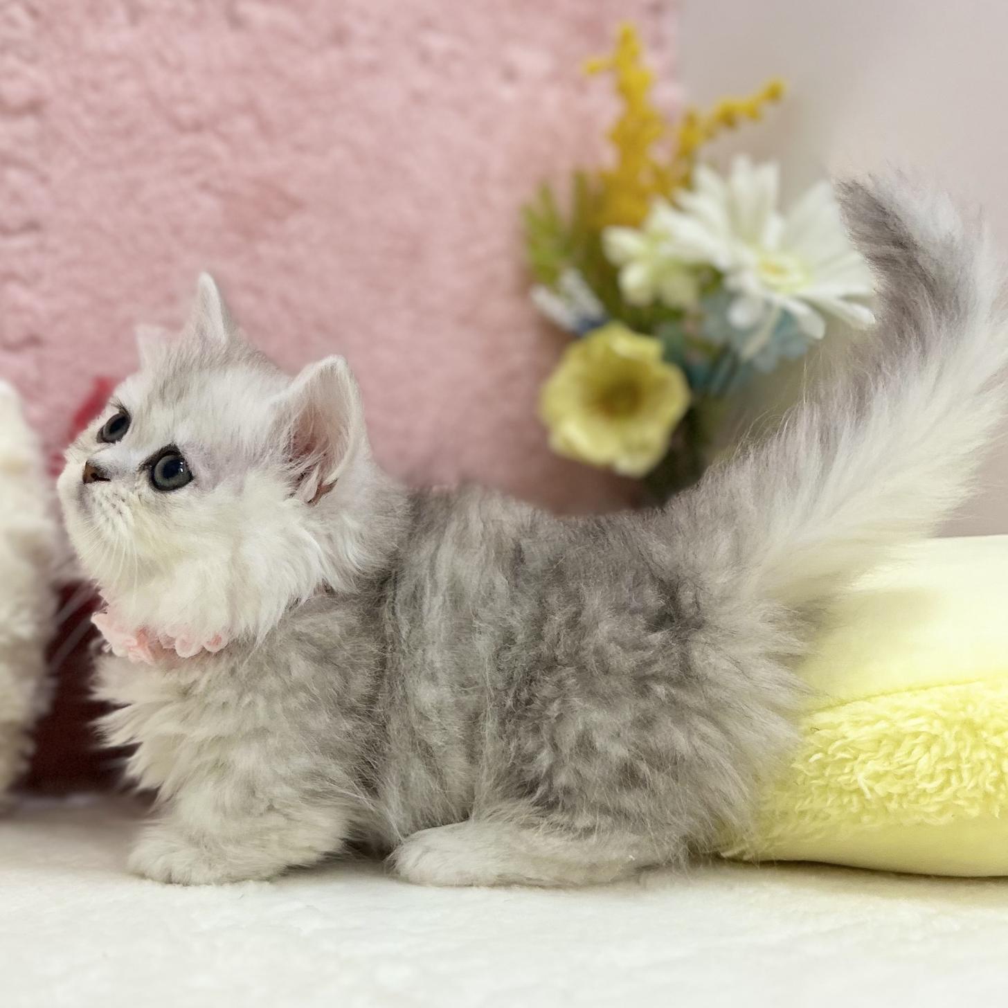 神奈川県のミヌエット (にゃんこハウスPAW/2025年8月1日生まれ/女の子/チンチラシルバー)の子猫の3枚目の画像