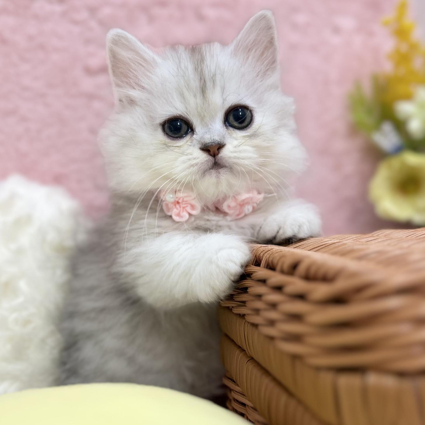 神奈川県のミヌエット (にゃんこハウスPAW/2025年8月1日生まれ/女の子/チンチラシルバー)の子猫の4枚目の画像