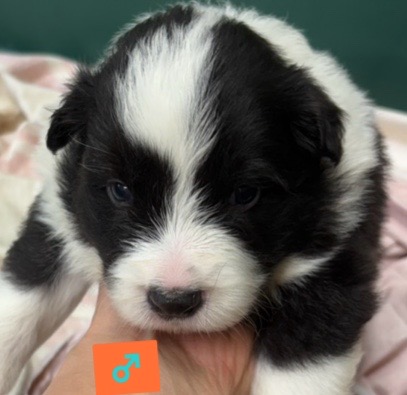 滋賀県のボーダーコリー (ナカニシケンネル/2025年9月14日生まれ/男の子/白黒)の子犬