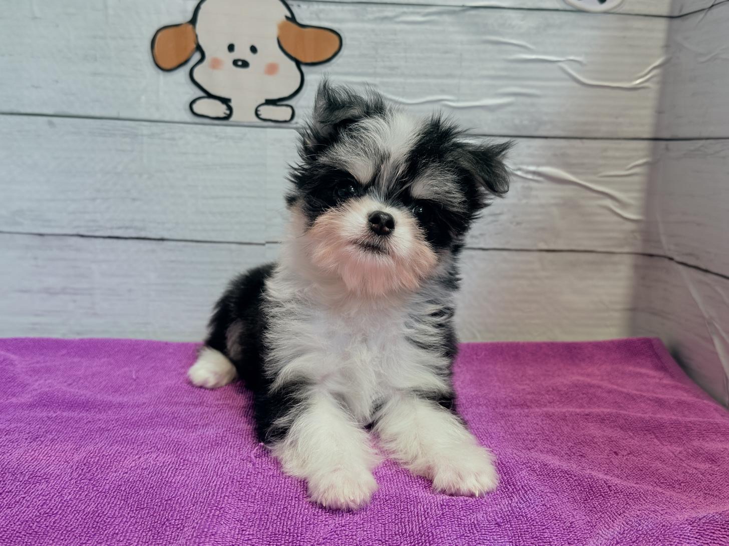 北海道のチワマル/マルチワ(チワワ×マルチーズ) (ペットフェイス大谷地店/2025年8月22日生まれ/男の子/ブラックタンホワイト)の子犬