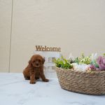 滋賀県のトイプードル(トイ) (いっぷく湖南店/2025年5月5日生まれ/男の子/レッドフォーン)の子犬