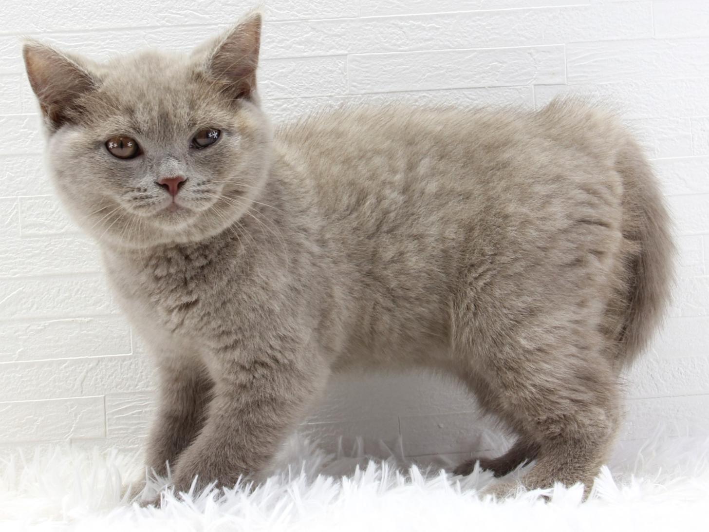 愛知県のブリティッシュショートヘアー (猫福家 名古屋南店/2025年5月7日生まれ/女の子/ライラック)の子猫の2枚目の画像