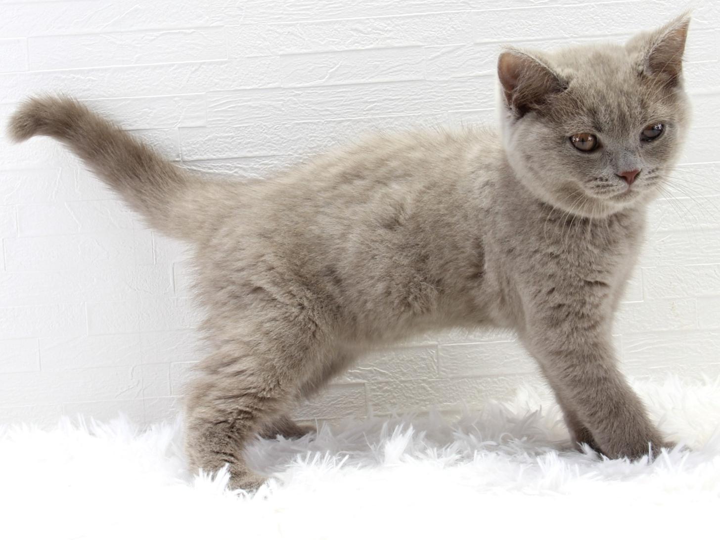 愛知県のブリティッシュショートヘアー (猫福家 名古屋南店/2025年5月7日生まれ/女の子/ライラック)の子猫の3枚目の画像