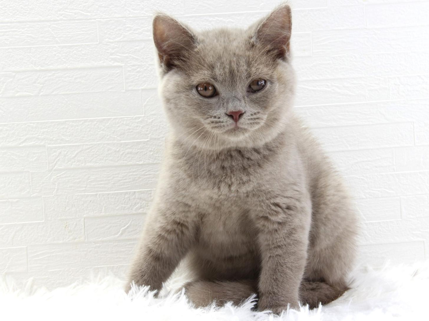 愛知県のブリティッシュショートヘアー (猫福家 名古屋南店/2025年5月7日生まれ/女の子/ライラック)の子猫の4枚目の画像