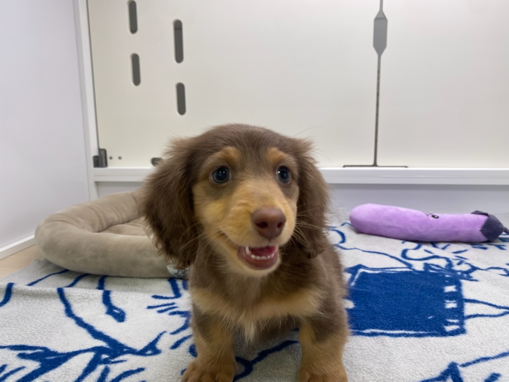 宮城県のカニンヘンダックスフンド(ロング) (ズーズーカンパニー 八乙女店/2026年3月17日生まれ/男の子/チョコレートタン)の子犬の3枚目の画像