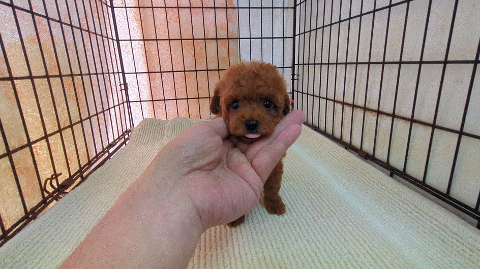 茨城県のトイプードル(トイ) (ペットショップスズキ/2026年4月25日生まれ/女の子/レッド)の子犬