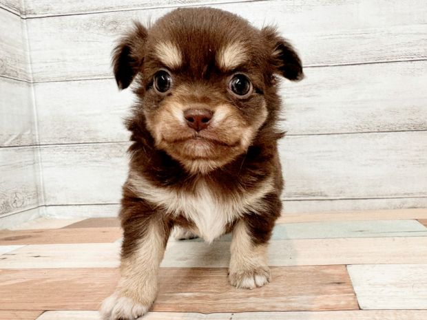 2026年1月9日生まれのチワワ(ロング)