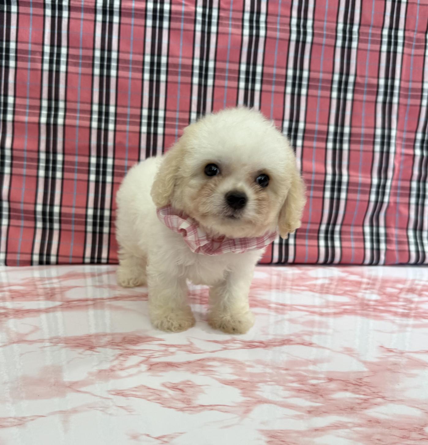 大阪府のハーフ犬・ミックス犬 (ぱぴぷぺっと大阪店/2025年5月15日生まれ/女の子/ホワイトクリーム)の子犬の1枚目の画像