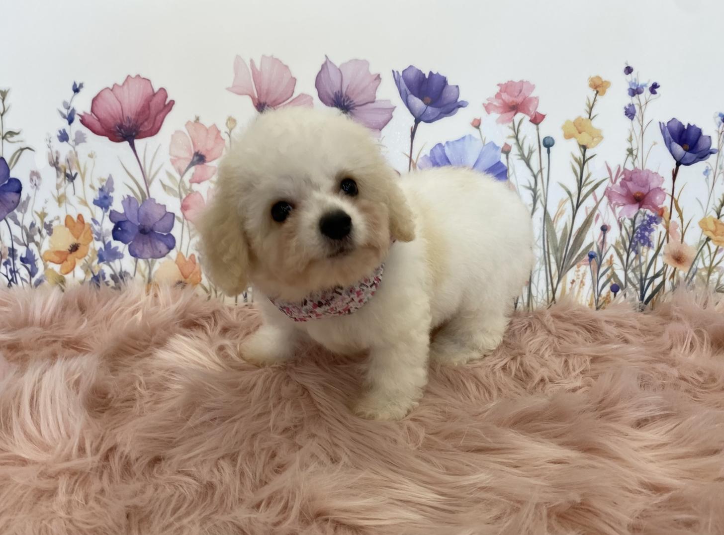 大阪府のハーフ犬・ミックス犬 (ぱぴぷぺっと大阪店/2025年5月15日生まれ/女の子/ホワイトクリーム)の子犬の1枚目の画像