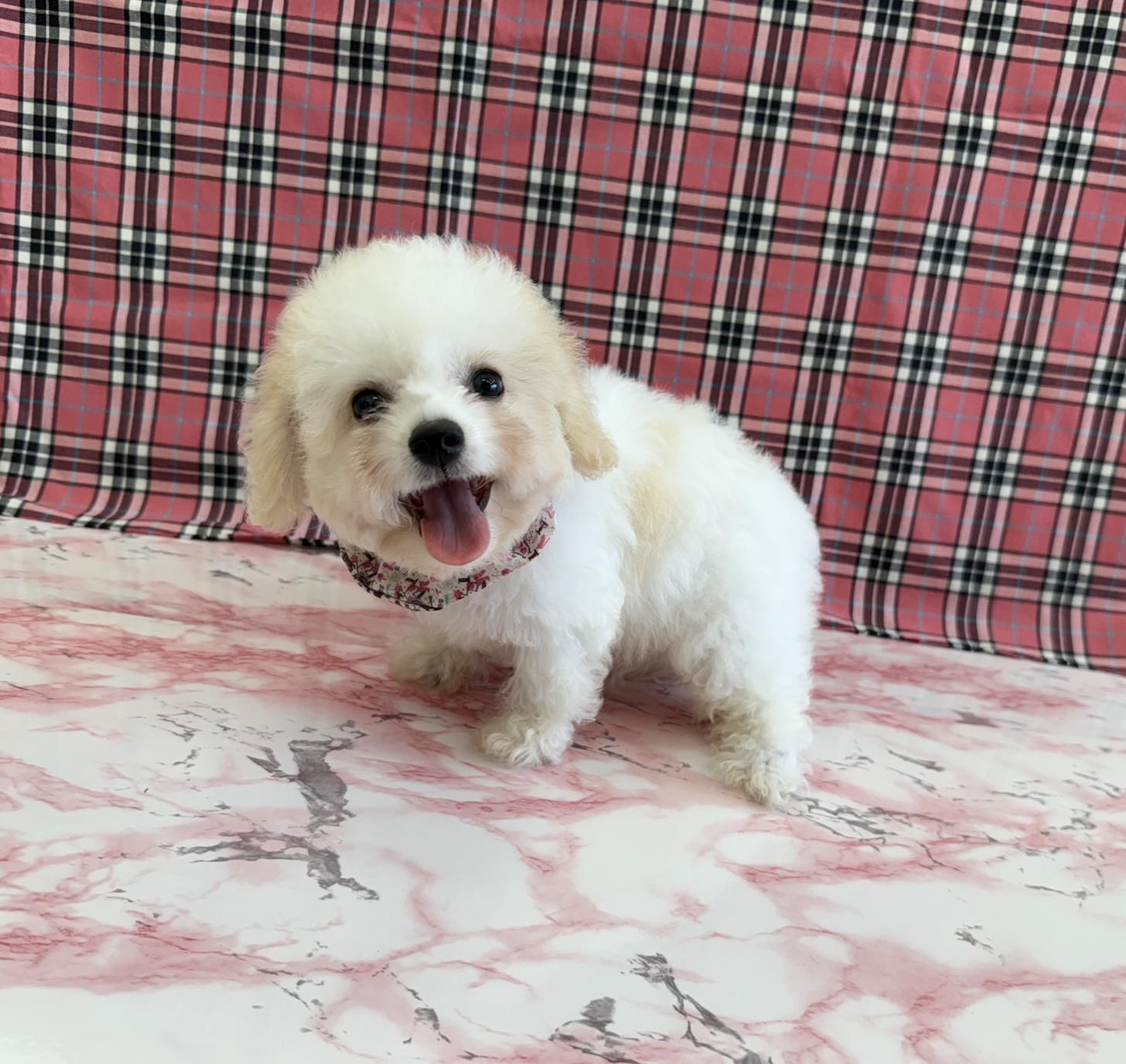 大阪府のハーフ犬・ミックス犬 (ぱぴぷぺっと大阪店/2025年5月15日生まれ/女の子/ホワイトクリーム)の子犬の1枚目の画像