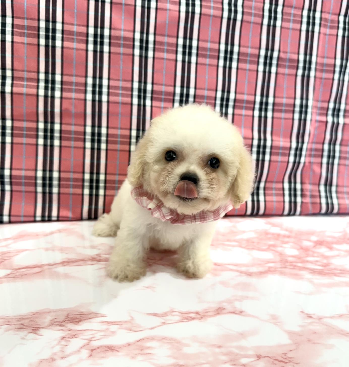 大阪府のハーフ犬・ミックス犬 (ぱぴぷぺっと大阪店/2025年5月15日生まれ/女の子/ホワイトクリーム)の子犬の2枚目の画像