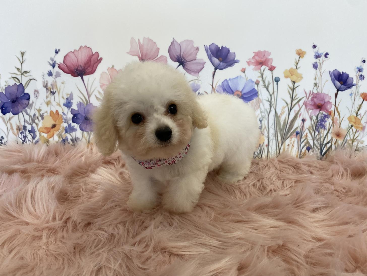 大阪府のハーフ犬・ミックス犬 (ぱぴぷぺっと大阪店/2025年5月15日生まれ/女の子/ホワイトクリーム)の子犬の2枚目の画像