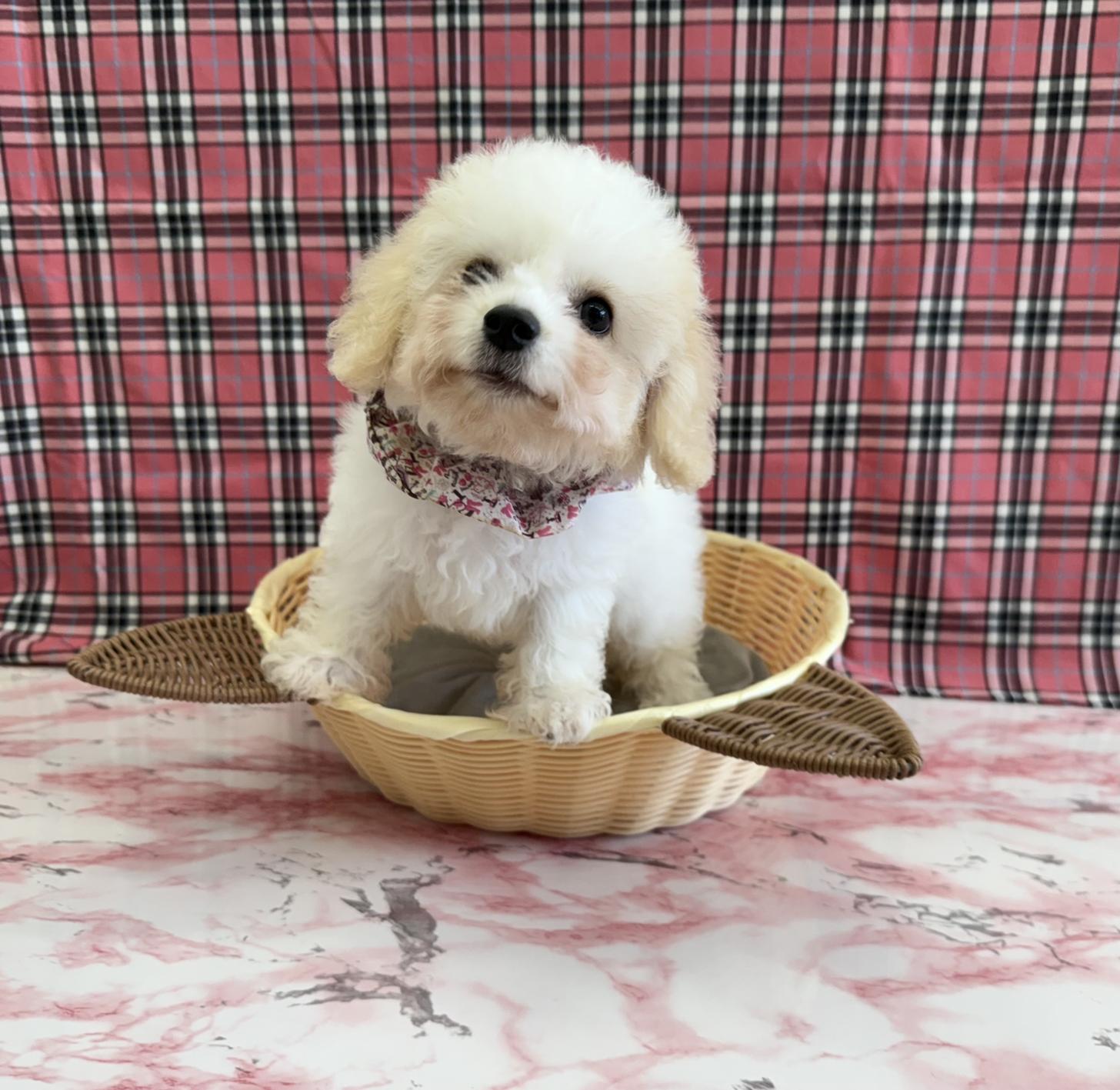 大阪府のハーフ犬・ミックス犬 (ぱぴぷぺっと大阪店/2025年5月15日生まれ/女の子/ホワイトクリーム)の子犬の2枚目の画像
