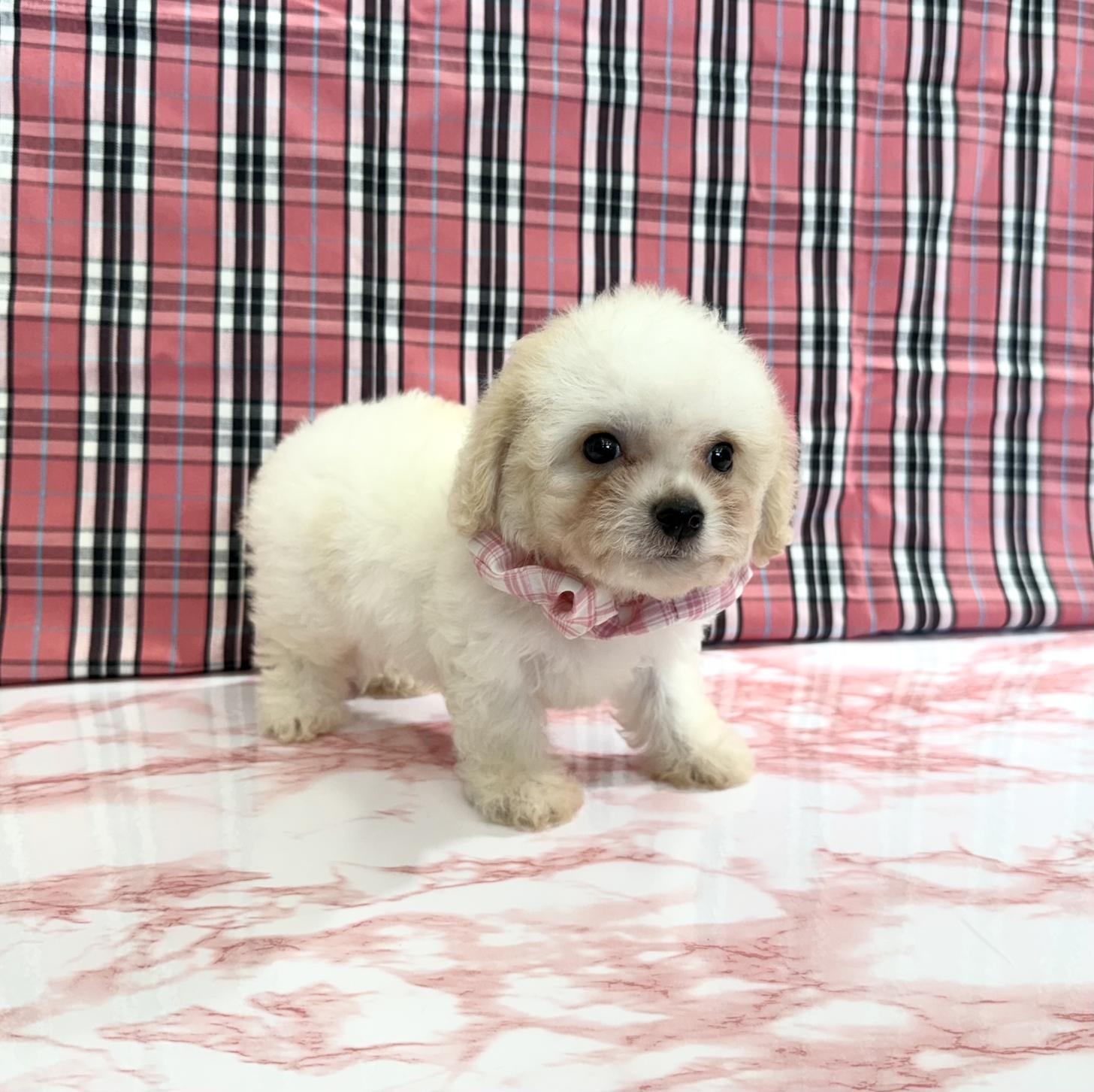 大阪府のハーフ犬・ミックス犬 (ぱぴぷぺっと大阪店/2025年5月15日生まれ/女の子/ホワイトクリーム)の子犬の3枚目の画像
