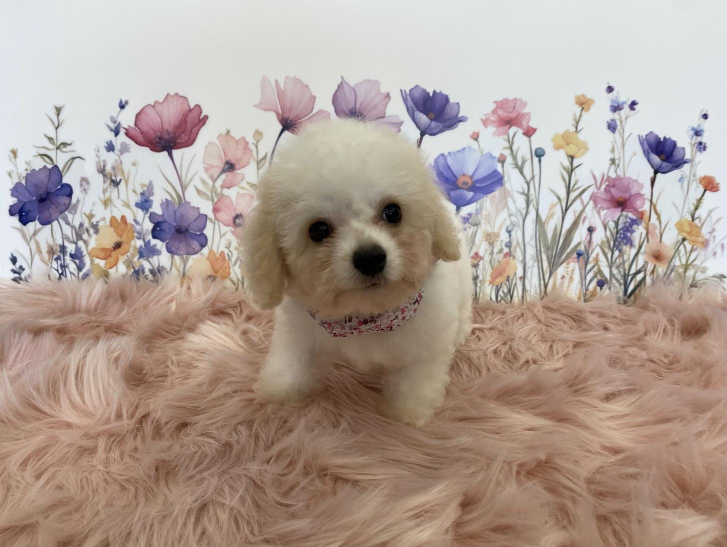 大阪府のハーフ犬・ミックス犬 (ぱぴぷぺっと大阪店/2025年5月15日生まれ/女の子/ホワイトクリーム)の子犬の3枚目の画像