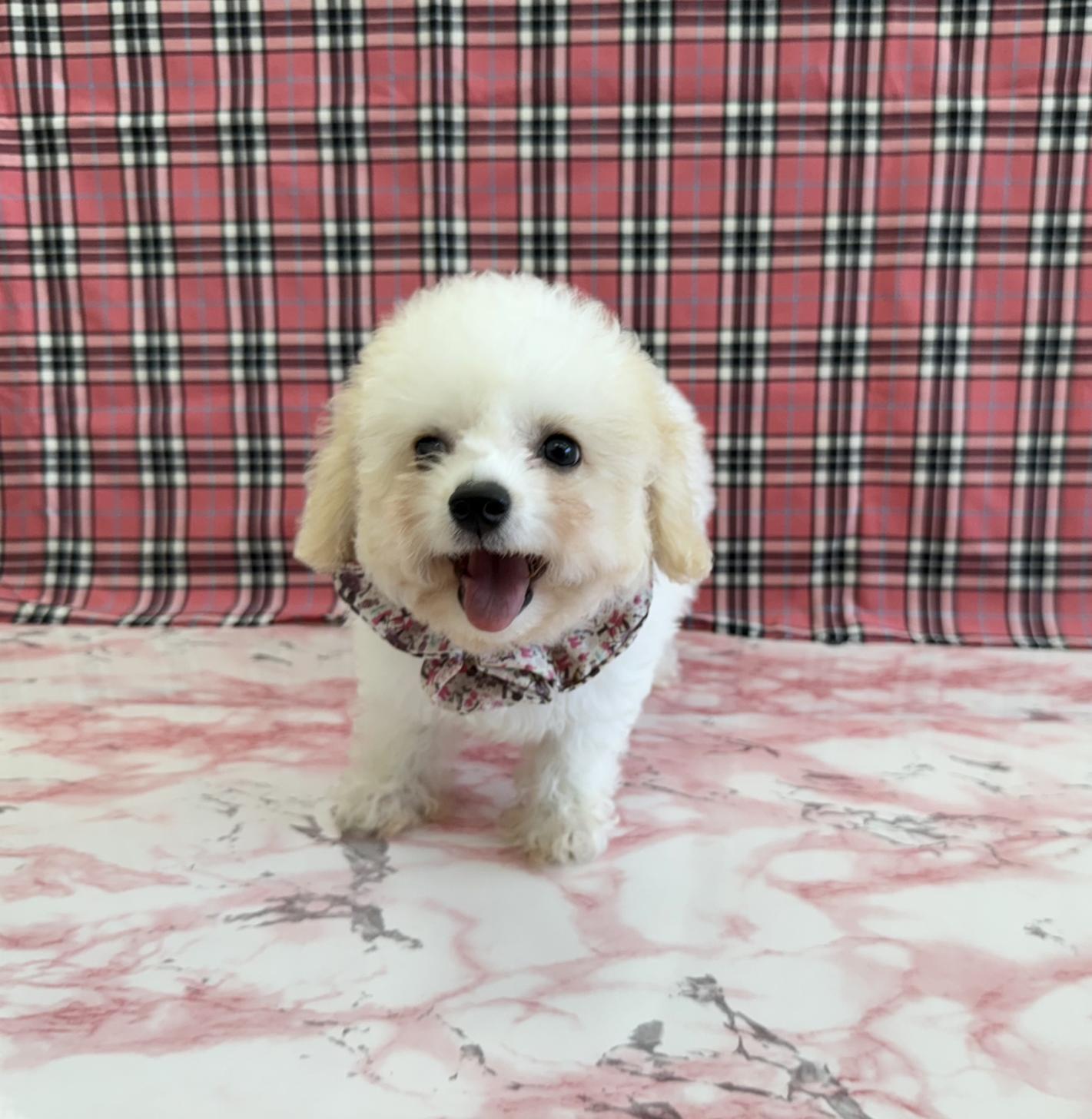 大阪府のハーフ犬・ミックス犬 (ぱぴぷぺっと大阪店/2025年5月15日生まれ/女の子/ホワイトクリーム)の子犬の3枚目の画像