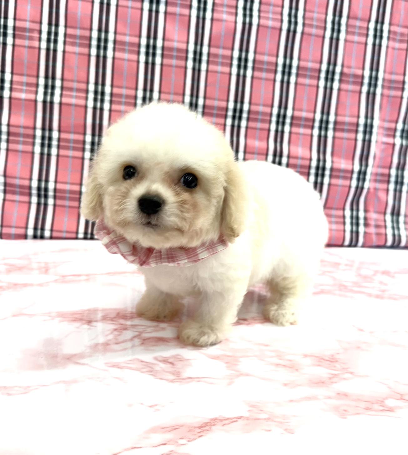 大阪府のハーフ犬・ミックス犬 (ぱぴぷぺっと大阪店/2025年5月15日生まれ/女の子/ホワイトクリーム)の子犬の4枚目の画像