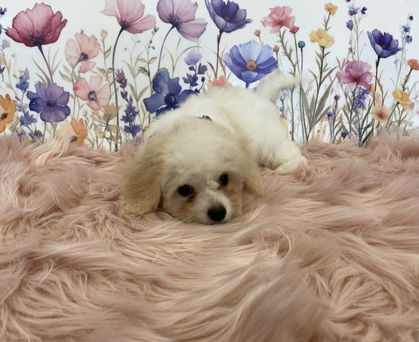 大阪府のハーフ犬・ミックス犬 (ぱぴぷぺっと大阪店/2025年5月15日生まれ/女の子/ホワイトクリーム)の子犬の4枚目の画像
