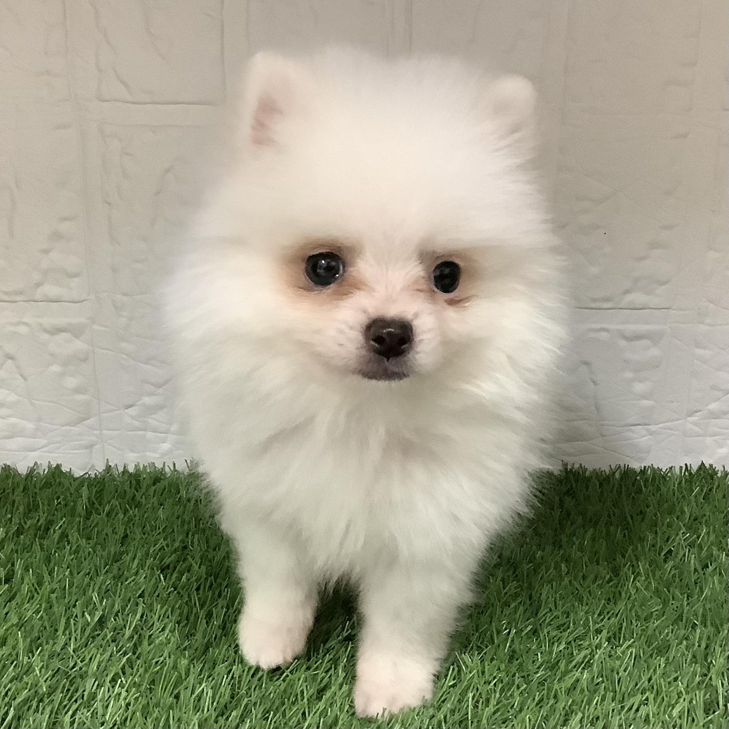 福岡県のポメラニアン (ドッグズホーム旗崎店/2026年3月8日生まれ/男の子/ホワイト)の子犬