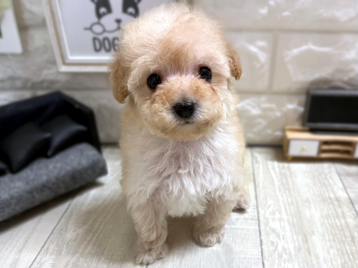 和歌山県のトイプードル(トイ) (DOGMAN和歌山中之島店/2025年11月16日生まれ/女の子/クリーム)の子犬の2枚目の画像