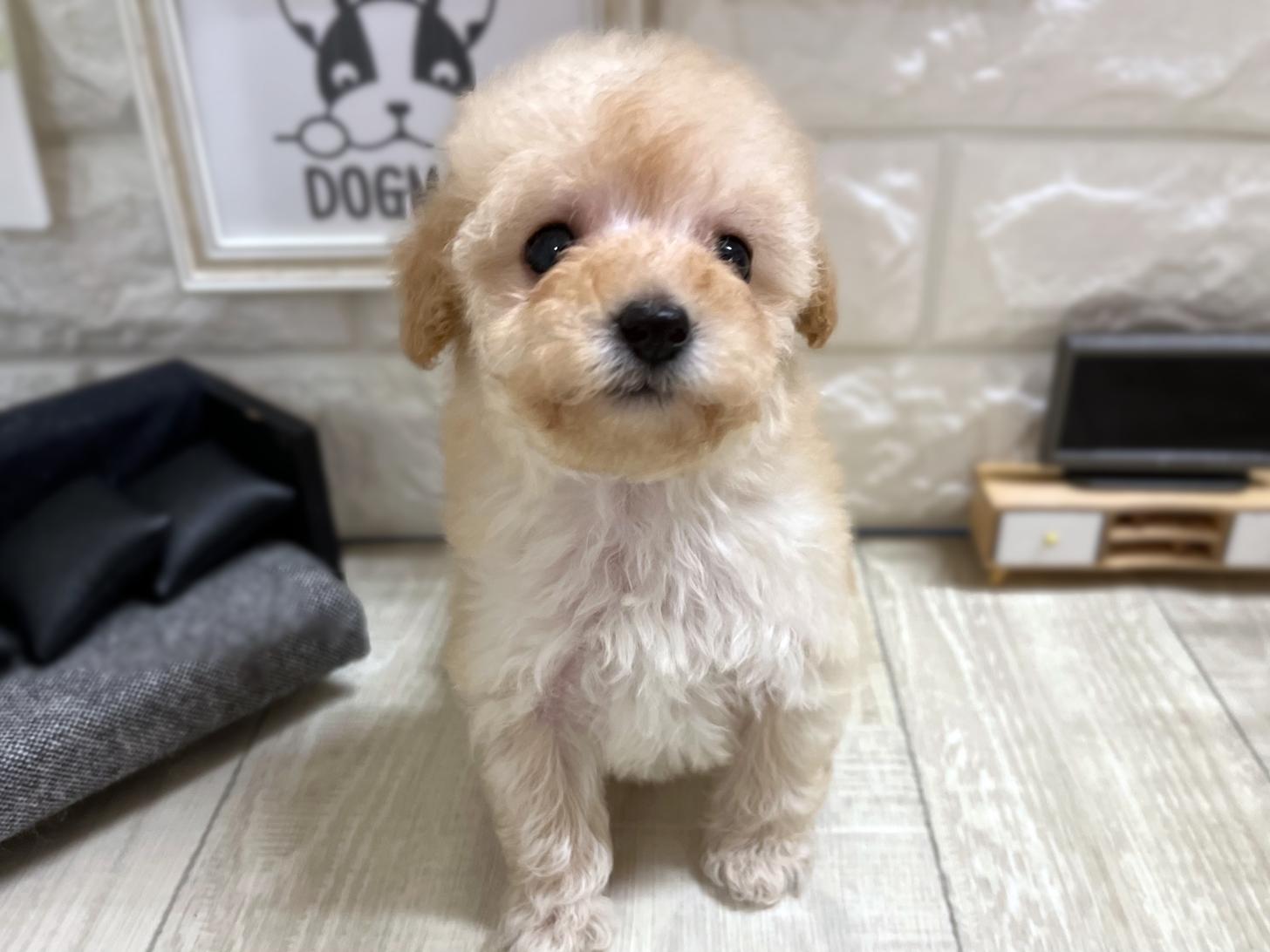 和歌山県のトイプードル(トイ) (DOGMAN和歌山中之島店/2025年11月16日生まれ/女の子/クリーム)の子犬の3枚目の画像