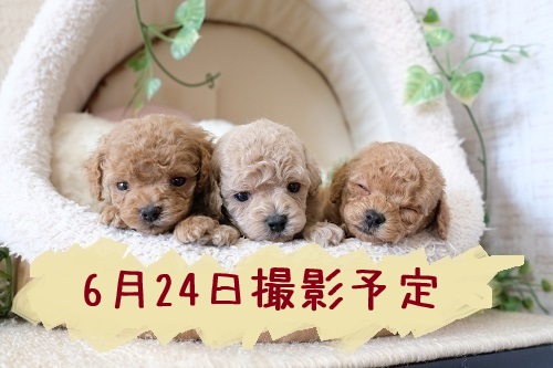 滋賀県のトイプードル(タイニー) (いっぷく湖南店/2026年5月11日生まれ/女の子/レッドフォーン)の子犬