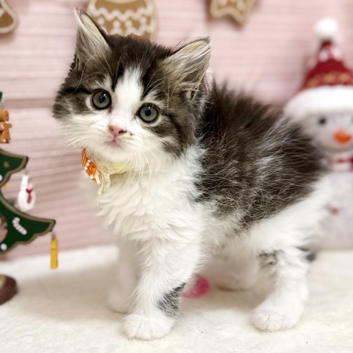 神奈川県のスコティッシュフォールド (にゃんこハウスPAW/2025年9月8日生まれ/女の子/ブラウンタビーホワイト)の子猫の1枚目の画像