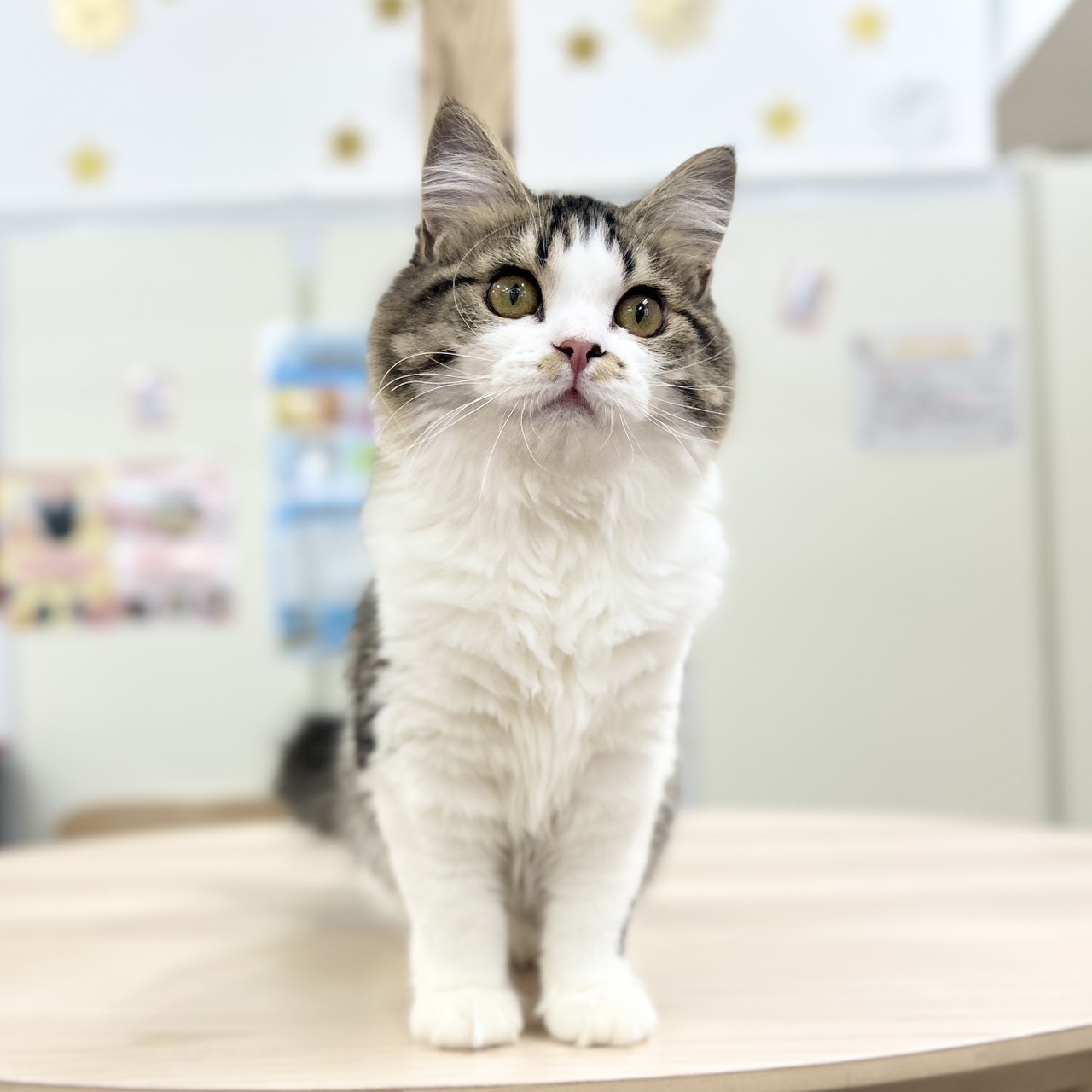 神奈川県のスコティッシュフォールド (にゃんこハウスPAW/2025年9月8日生まれ/女の子/ブラウンタビーホワイト)の子猫の1枚目の画像