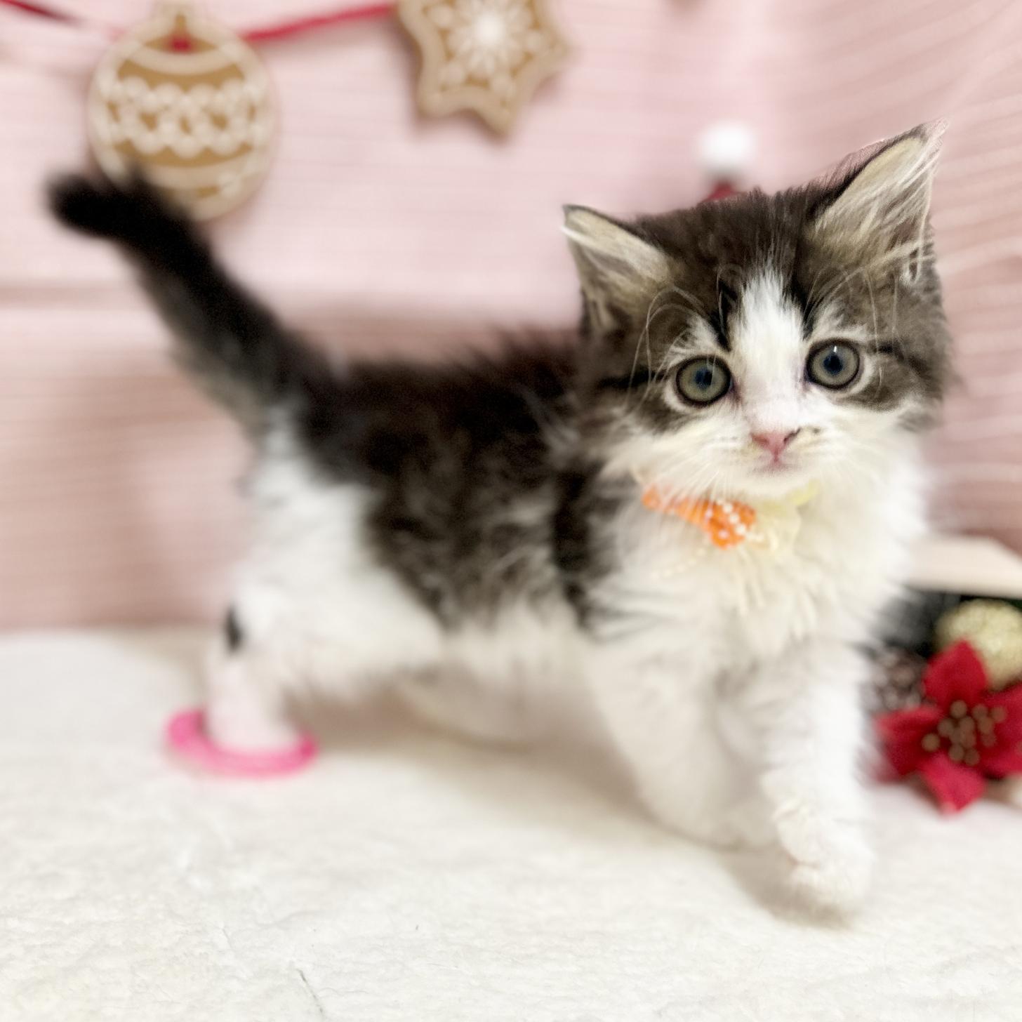 神奈川県のスコティッシュフォールド (にゃんこハウスPAW/2025年9月8日生まれ/女の子/ブラウンタビーホワイト)の子猫の2枚目の画像