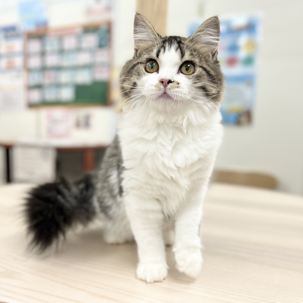 神奈川県のスコティッシュフォールド (にゃんこハウスPAW/2025年9月8日生まれ/女の子/ブラウンタビーホワイト)の子猫の2枚目の画像