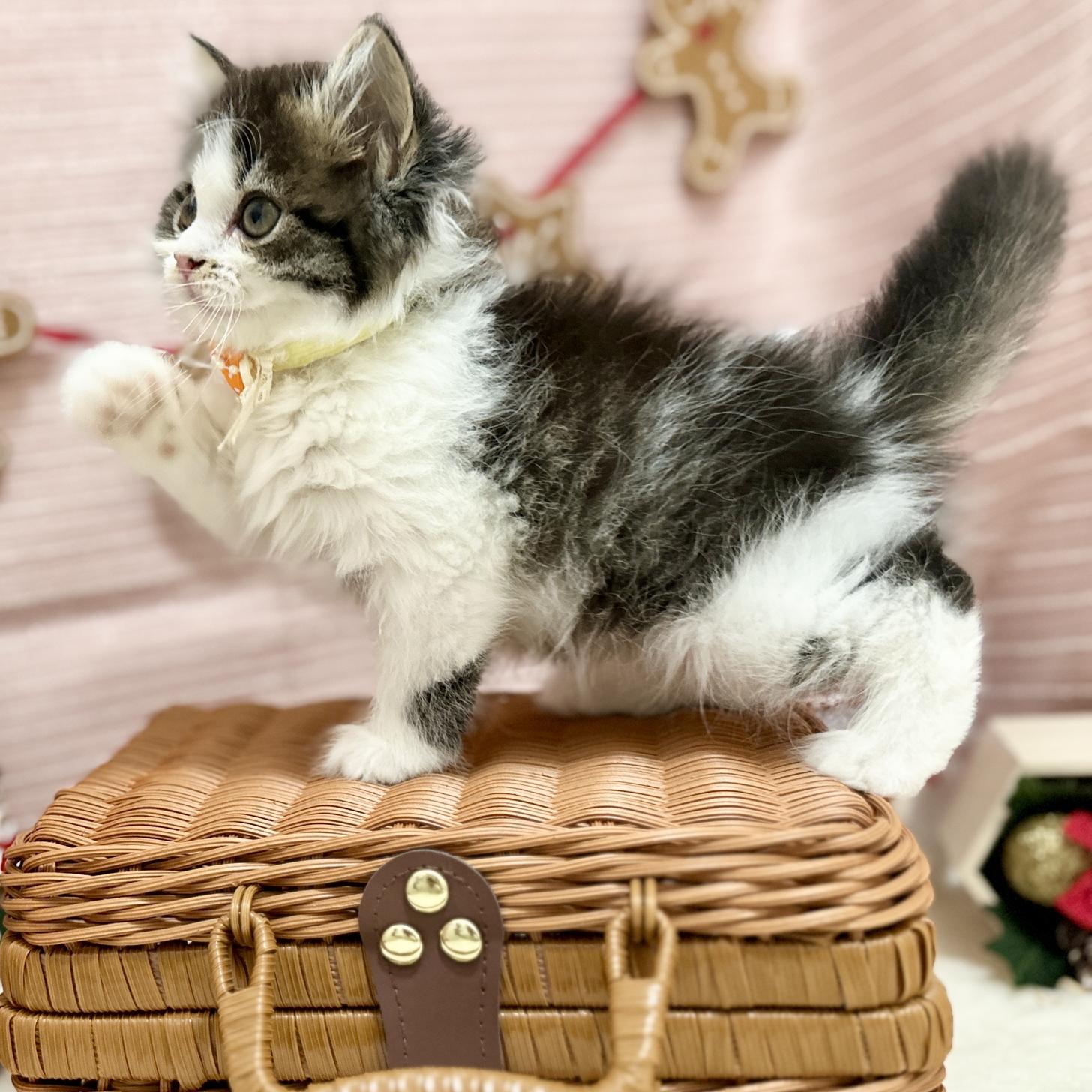 神奈川県のスコティッシュフォールド (にゃんこハウスPAW/2025年9月8日生まれ/女の子/ブラウンタビーホワイト)の子猫の3枚目の画像