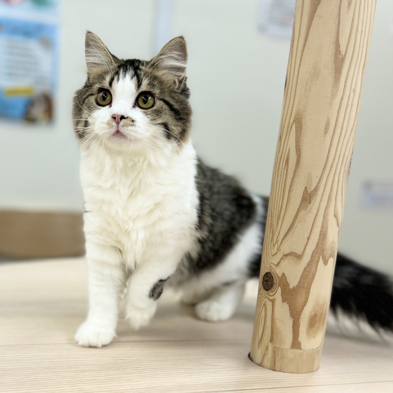 神奈川県のスコティッシュフォールド (にゃんこハウスPAW/2025年9月8日生まれ/女の子/ブラウンタビーホワイト)の子猫の3枚目の画像