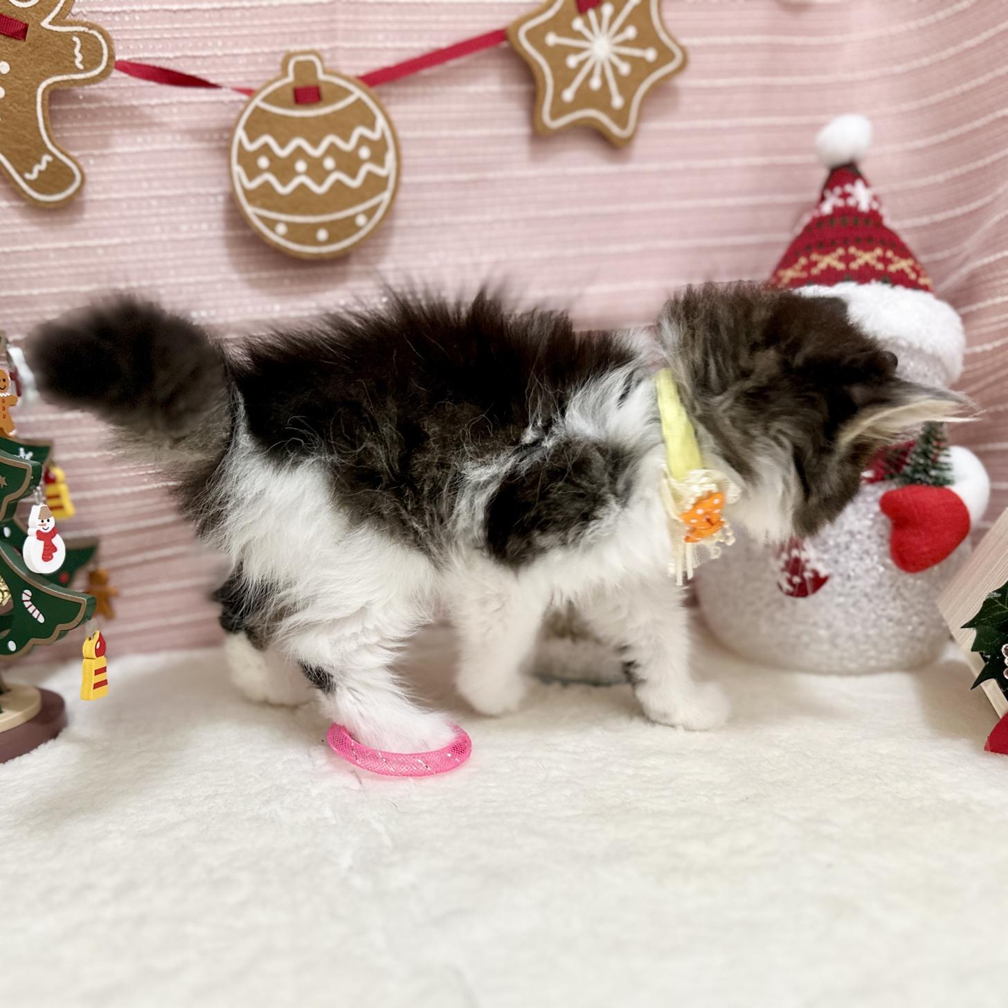 神奈川県のスコティッシュフォールド (にゃんこハウスPAW/2025年9月8日生まれ/女の子/ブラウンタビーホワイト)の子猫の4枚目の画像